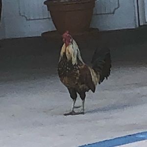 Meet your Posher, Cole